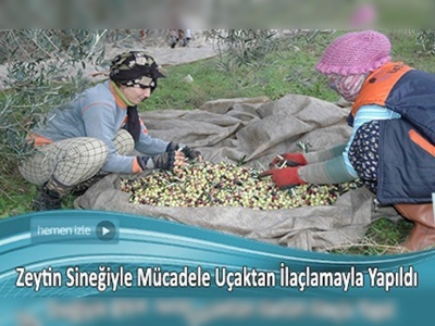 Zeytinde ilaçlama yağda kaliteyi arttırdı