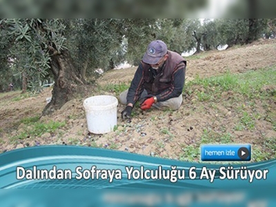 Bursa'da Zeytin Hasadının Aşamaları