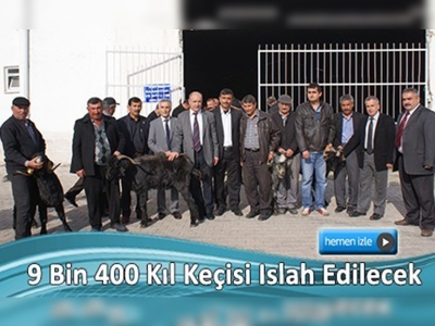 Kırıkkaleli üreticilere kıl keçisi tekesi dağıtıldı         