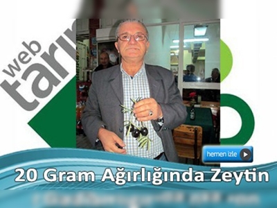 Tavşan yüreği zeytinleri büyük ilgi görüyor