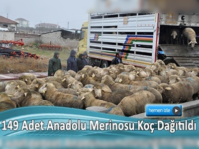 Aksaray'da üreticilere koç dağıtıldı