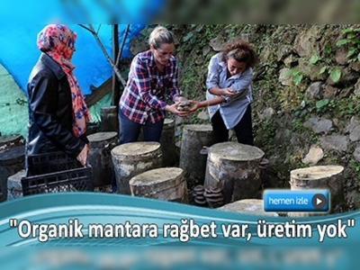 Organik kayın mantarı alternatif geçim kaynağı olacak 