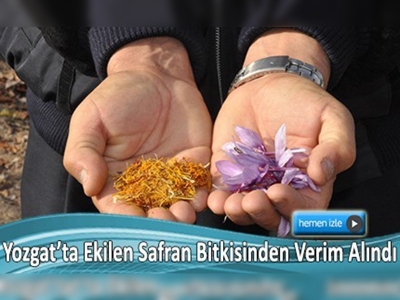 Yozgatlı çiftçiden Paris'e safran satışı