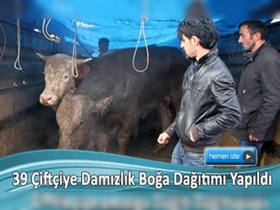 Ardahan'da canlı damızlık boğa desteği projesi 