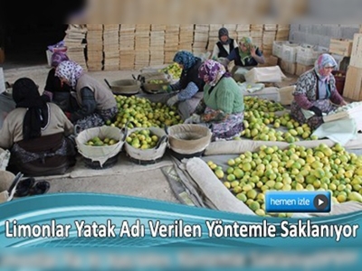 Hasat fazlası limonlar yatağa alınacak