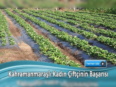 5 adet çilek fidesiyle başladı 5 bin adede ulaştı