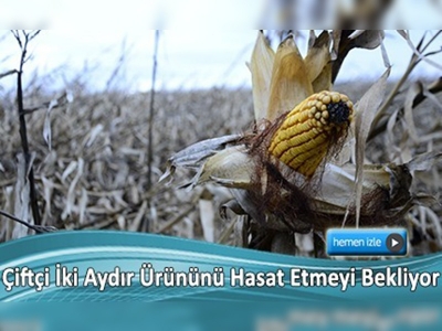 Aşırı yağışlar nedeniyle mısır hasadı yapılamıyor 