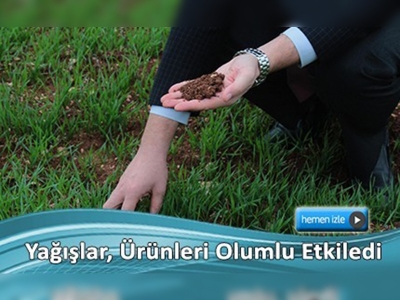 Sonbahar yağışları hububat çiftçisini sevindirdi