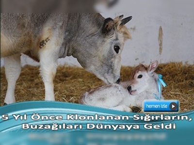 Sığır klonlamada başarı sağlandı