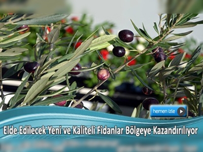 Zeytinin gen haritası çıkarılacak