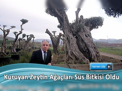 Kuruyan zeytin ağaçlarına 'can veriyorlar'