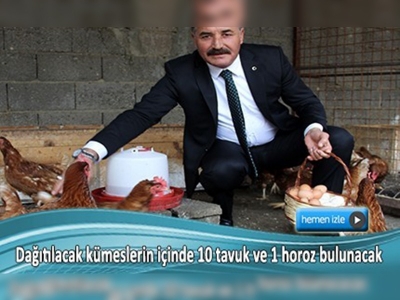 Üretimi teşvik için kümesiyle tavuk dağıtılacak