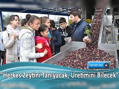 İlkokuldan üniversiteye öğrencilere zeytin dersi