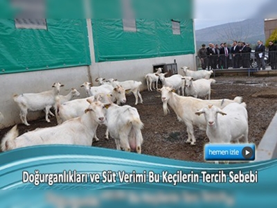 Saanen keçileri yatırımcıların gözdesi oldu