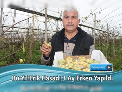 Mersin'de Ocakta erik hasadı