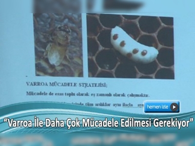 Arılarda görülen 'varroa' bal üretimini düşürüyor