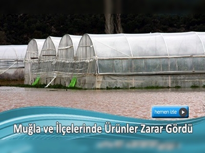 Aşırı yağış, don ve fırtına seraları etkiledi