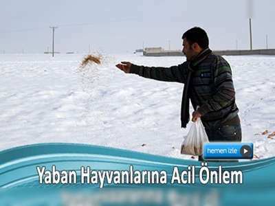 Yaban hayvanları için seferber oldular