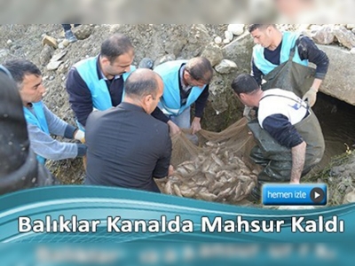 Adana'da kanalda mahsur kalan balıklar kurtarıldı