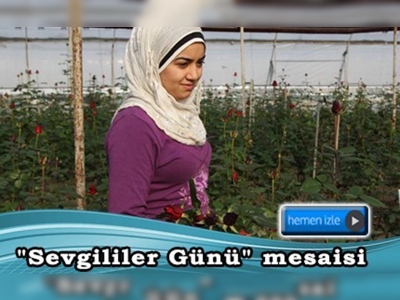 Gül üreticilerinin ''Sevgililer Günü'' mesaisi 