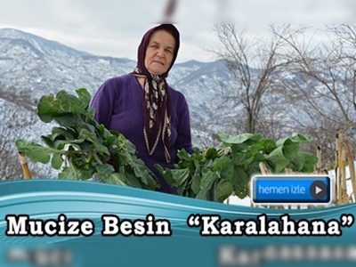 Karadeniz'in ''karalahana''sı şifa deposu