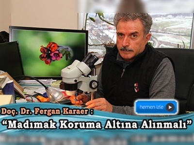 Samsun madımağı ''yok olma tehlikesiyle karşı karşıya''