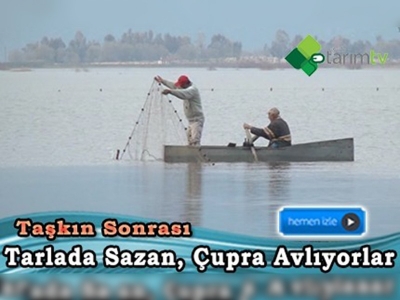 Pamuk ektikleri tarladan taşkın sonrası balık topluyorlar 