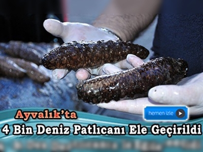 Ayvalık'ta deniz patlıcanı operasyonu