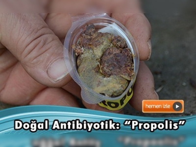 Doğal antibiyotik: Propolis 