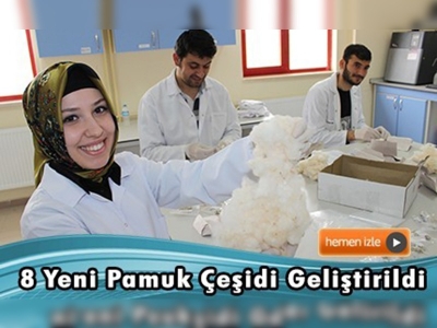 KSÜ'nün bulduğu pamuk türleri satışa çıkacak