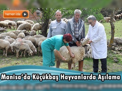 Mavi Dil Hastalığına Karşı Aşılama Çalışmaları Devam Ediyor