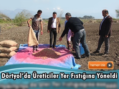 Hatay'da yer fıstığı ekimi başladı