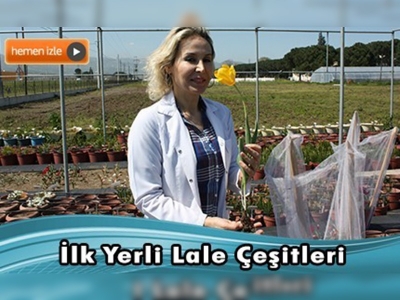 Üç Adet Yerli Lale Çeşidi Yetiştirildi