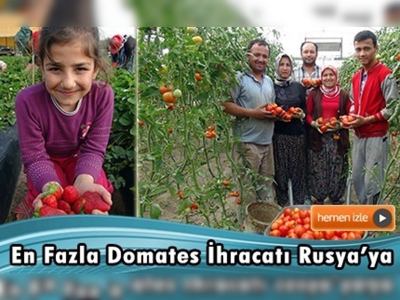 Çilek ve örtü altı domates hasadı başladı