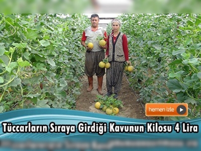 Silifke'de örtü altı kavun hasadı