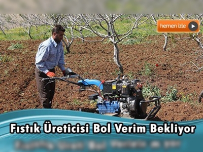 Siirtli çiftçiler fıstık rekoltesinden umutlu