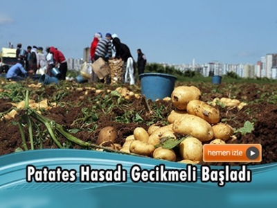 Çukurova'da patates hasadı başladı 