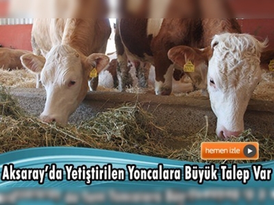 Yoncadaki kalite süt üretimine yansıdı