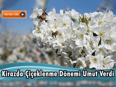 Kirazda Çiçeklenme Dönemi Umut Verdi