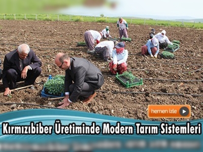 Kahramanmaraş'ta dikime hazır tüplü fide ile kırmızıbiber üretimi 