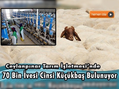 İvesi koyunları yaza hazırlanıyor