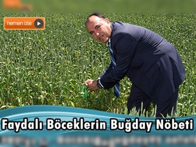 Adıyaman'da doğaya 120 bin faydalı böcek yumurtası bırakıldı