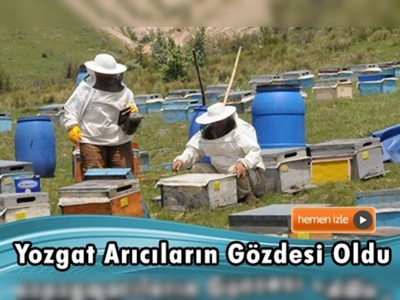 Bozok Yaylası'na ''gezginci arıcı'' ilgisi 