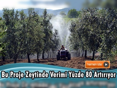 ''Zeytinde Periyodisitenin Kırılması Projesi''