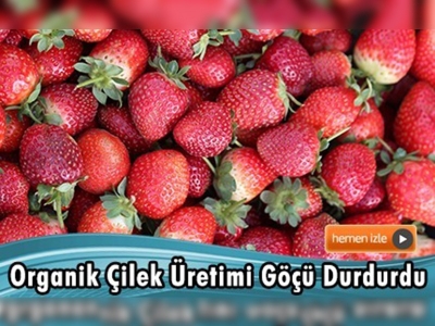 Hedef 15 bin dekarda üretim yapmak