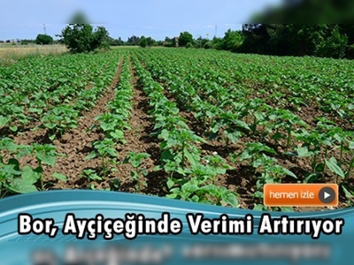 Verim dekar başına yüzde 20 artıyor