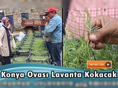 Konya Ovası'nda lavanta vadileri oluşturulacak