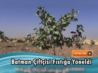 Batman çiftçisi fıstığa yöneldi