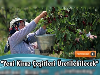 Tekirdağ kirazı çeşitlenecek