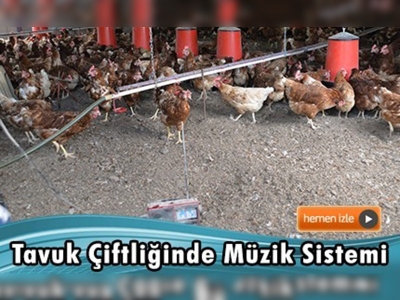 Daha çok yumurta için tavuk çiftliğine müzik sistemi kurdu